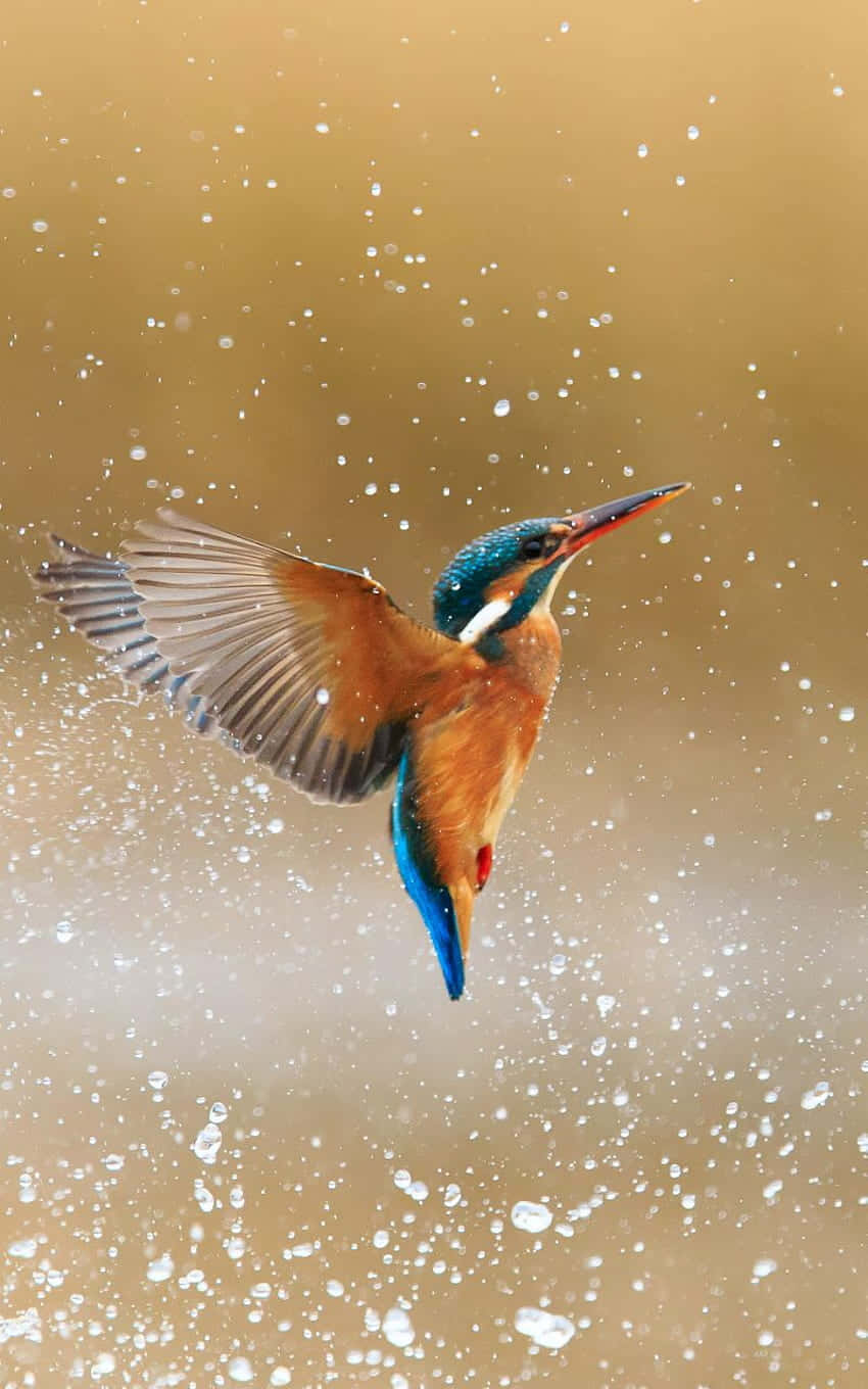 Kingfisher Bird Iphone Screensaver Wallpaper