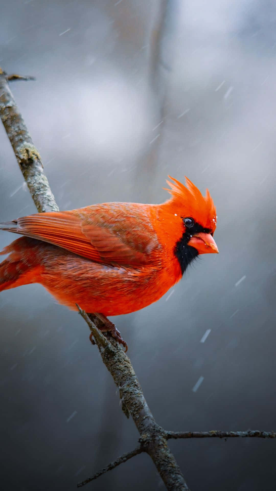 Vinternordisk Röd Kardinalfågel Iphone-bild. Wallpaper