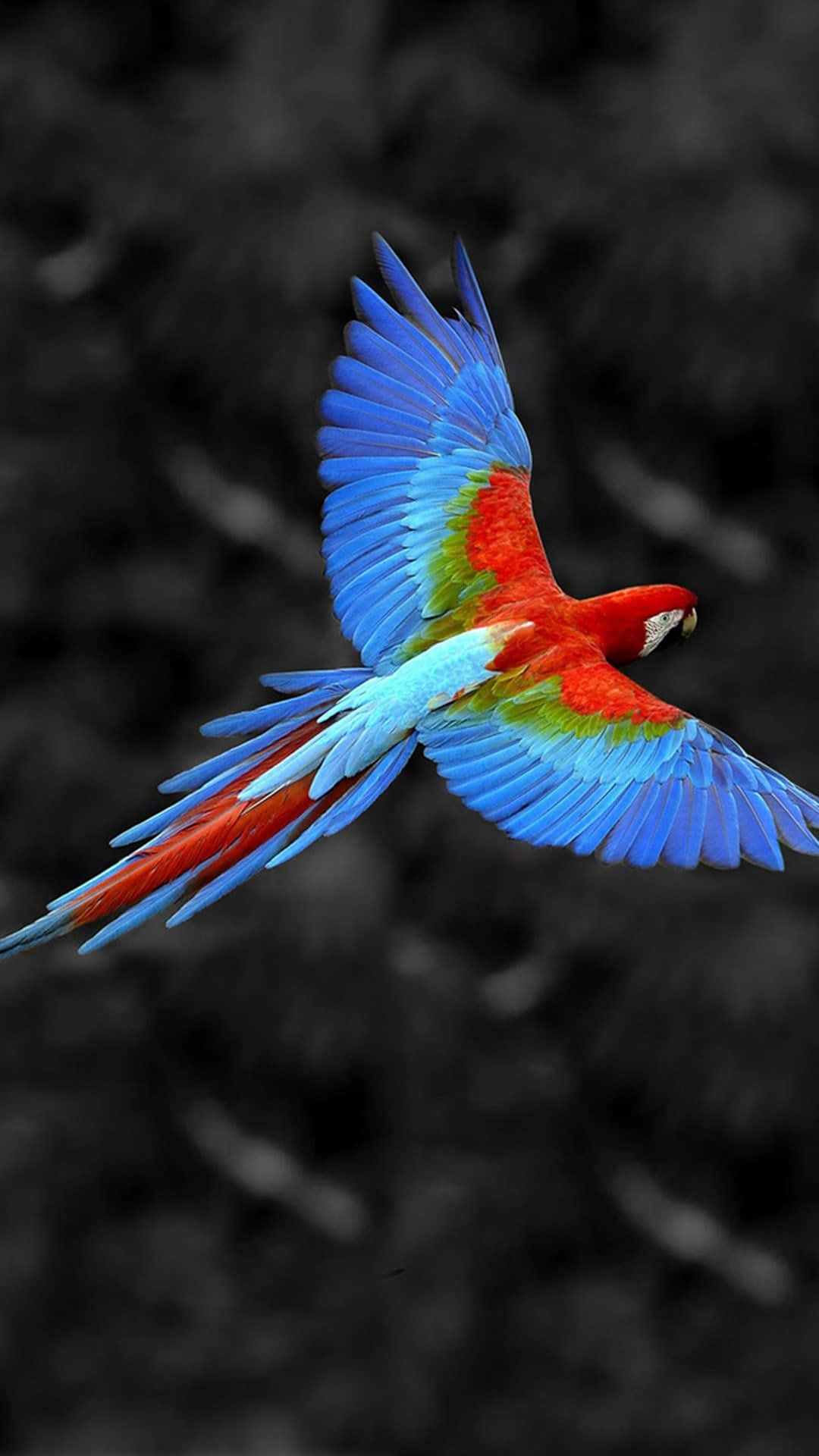 Flyvende farverig papegoje fugl iPhone billede tapet Wallpaper