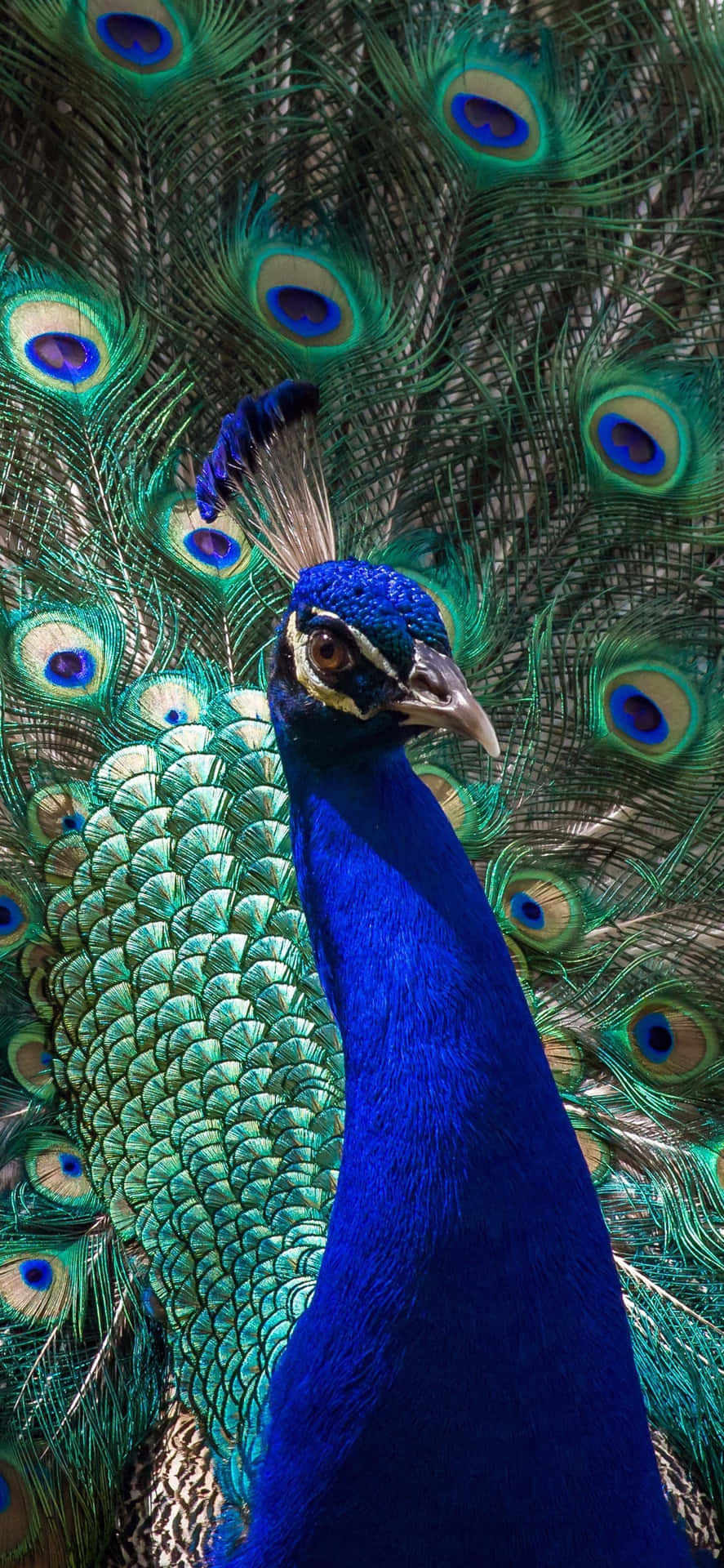 Peacock Bird Iphone Screensaver Wallpaper