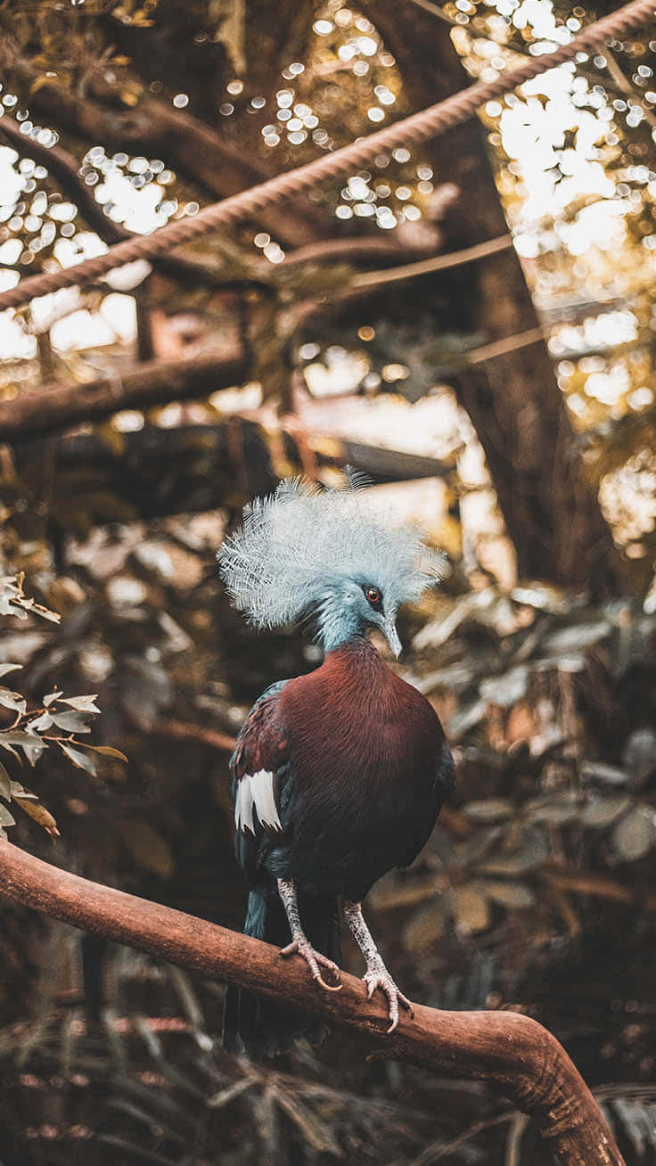 Blue Feather Crowned Pigeon Bird Iphone Wallpaper