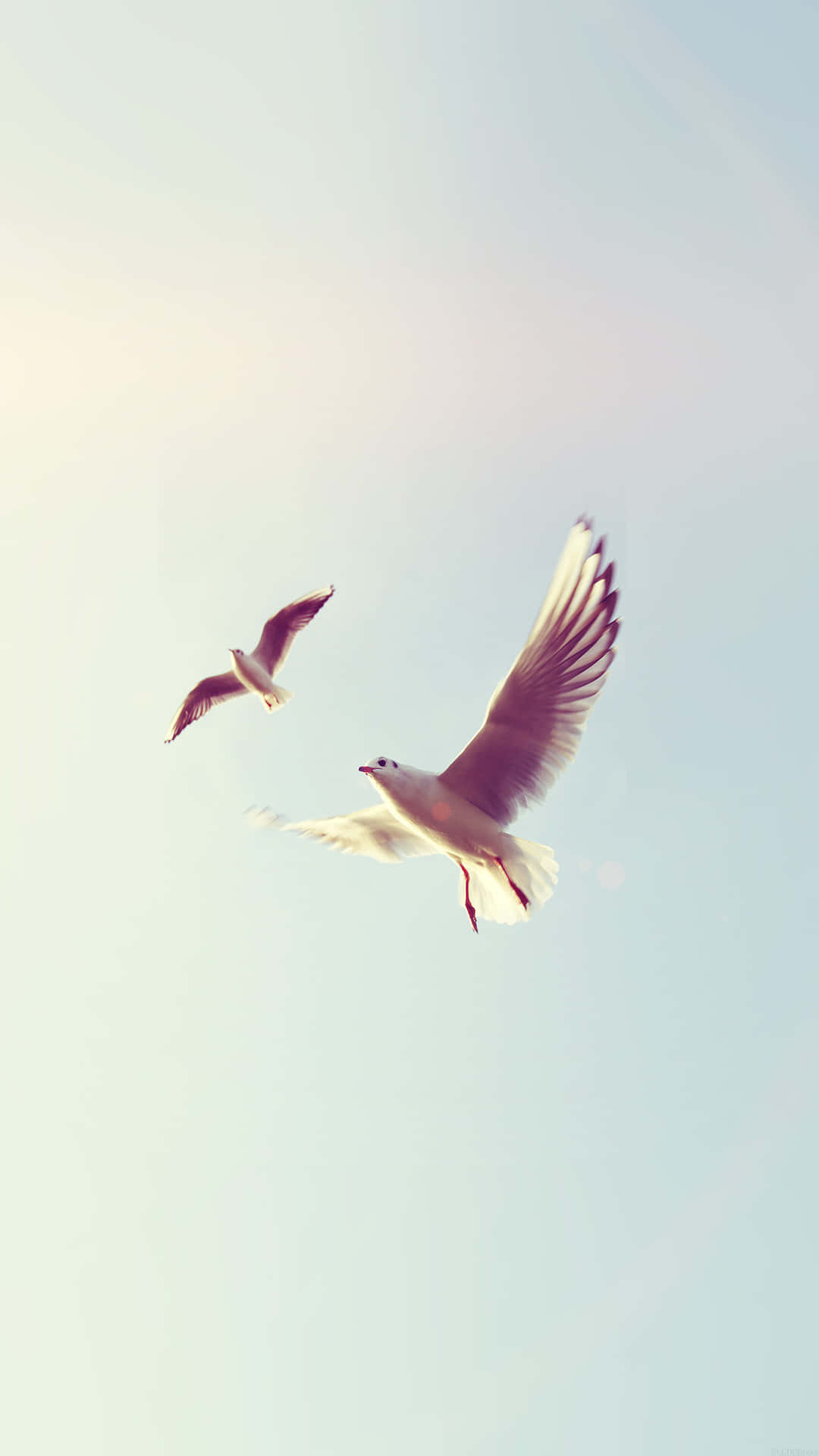 White Pigeon Bird Iphone Sky Background Wallpaper
