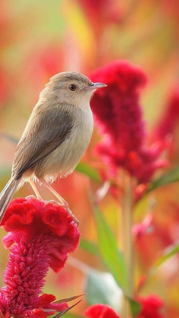 Pájarogorrión En Iphone Con Fondo De Flores Coloridas. Fondo de pantalla