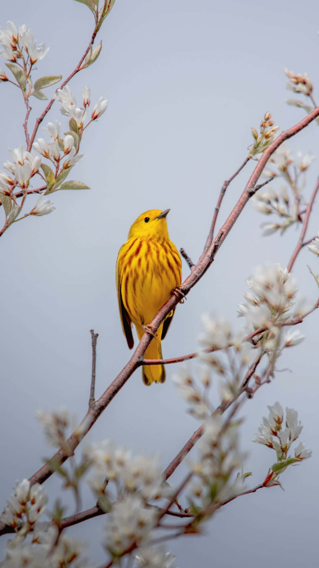 Yellow Warbler Bird Iphone Wallpaper
