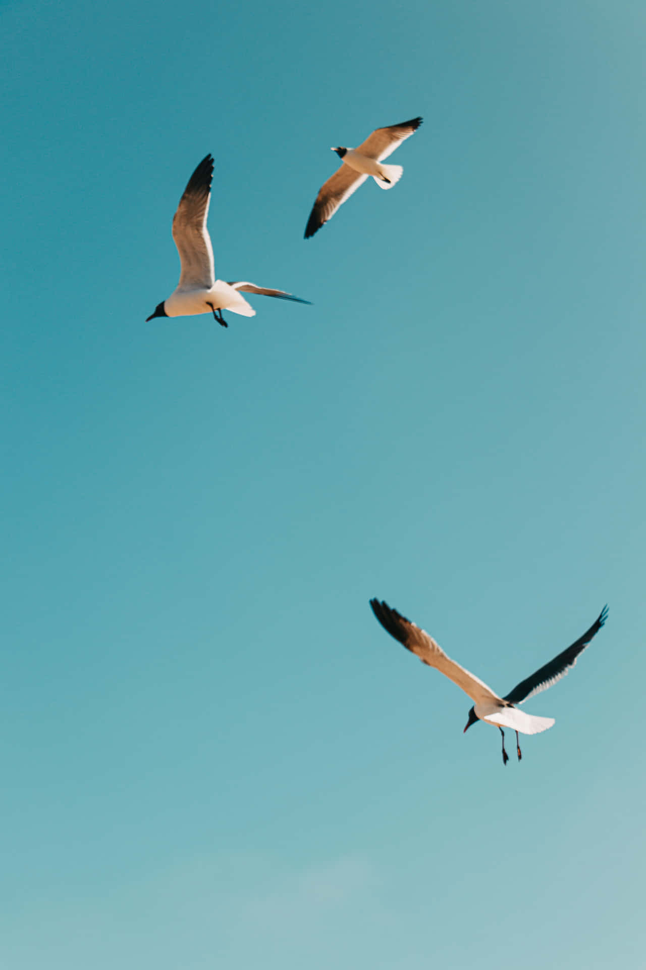 Seemöwevogel Iphone Hintergrundbild Wallpaper