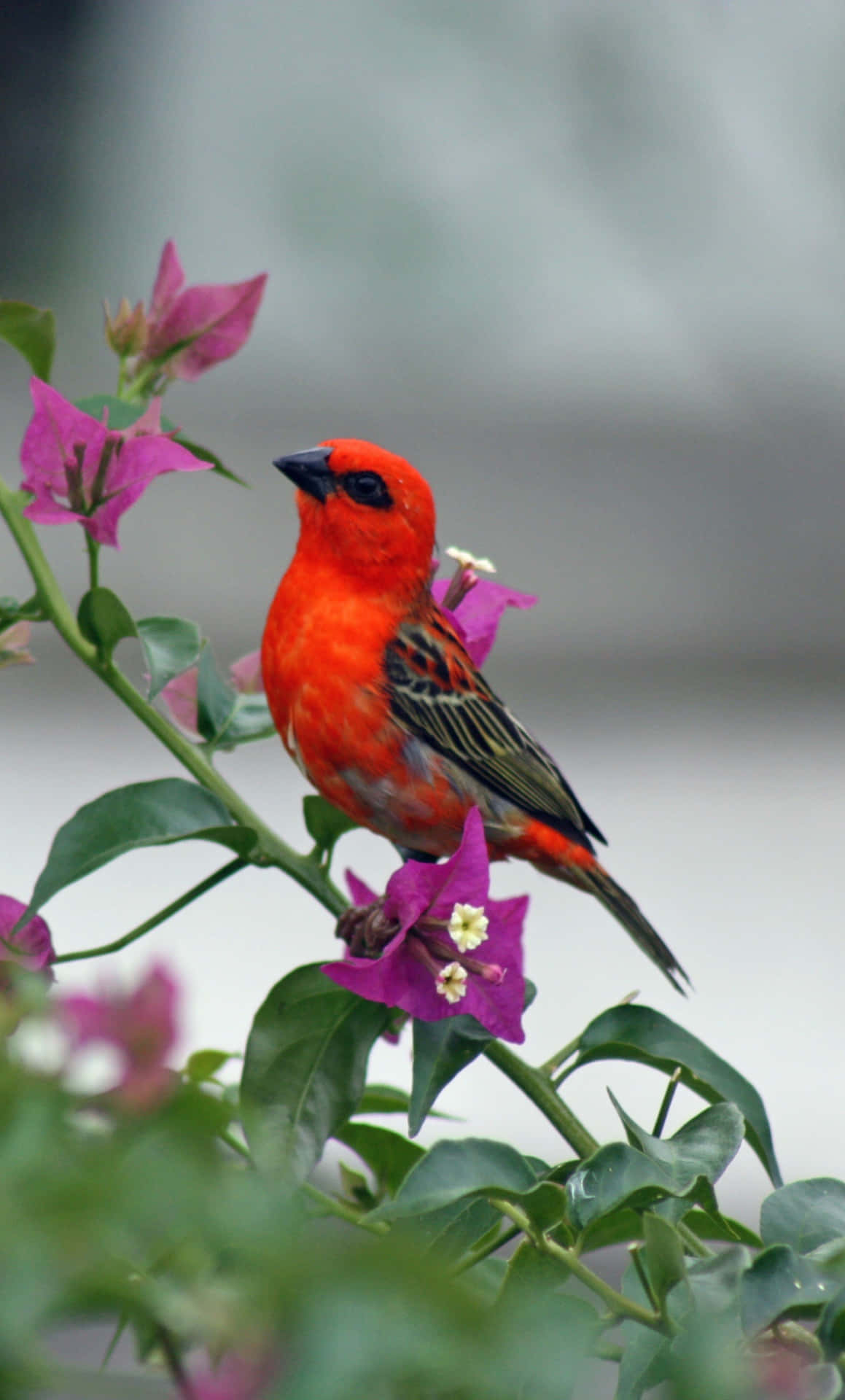 Rød fugl iPhone baggrundsbillede Wallpaper
