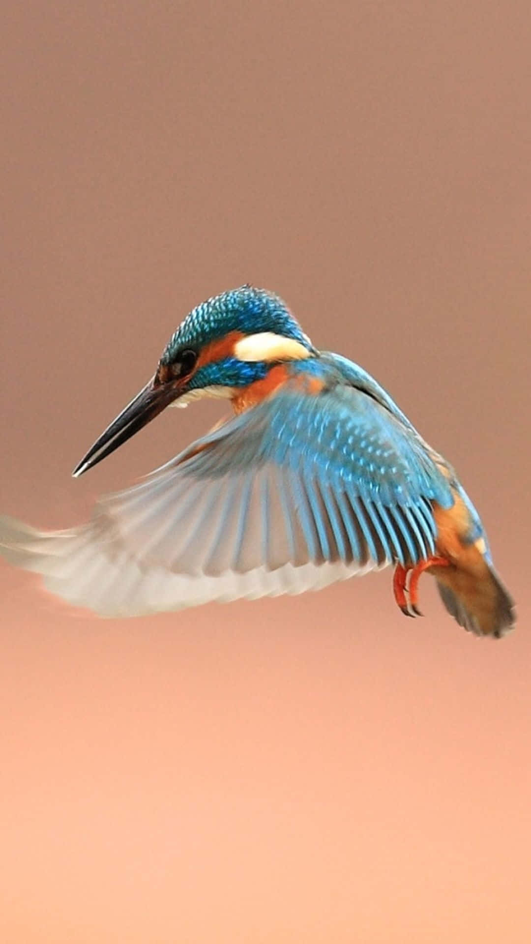 Hermosasplumas De Un Pájaro Martín Pescador Volador Iphone. Fondo de pantalla