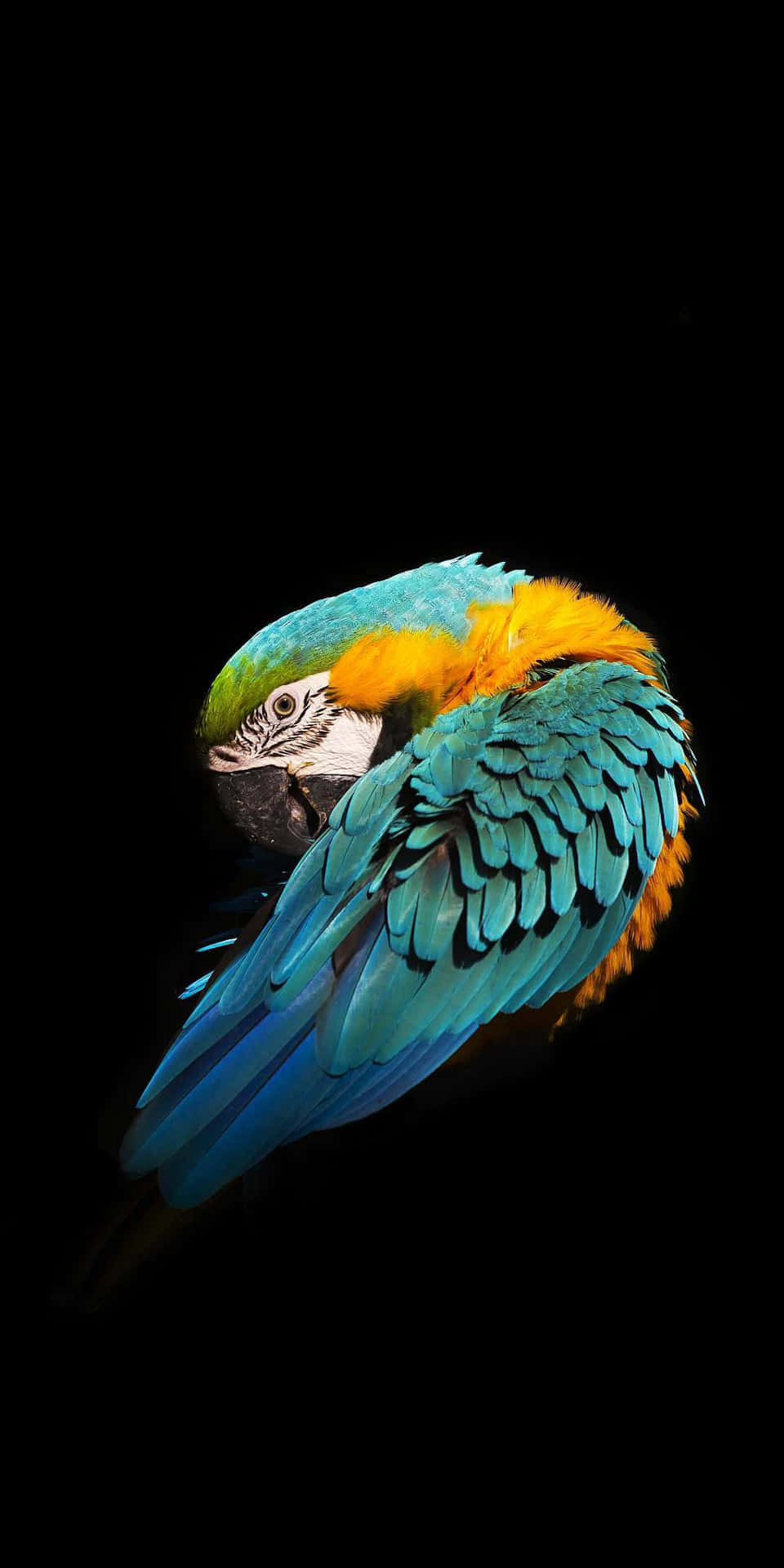 Rengöringav Papegojfågel Iphone-bakgrundsdesign. Wallpaper