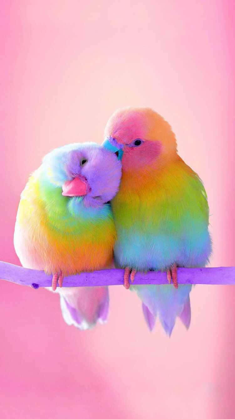 Rainbow Bird Iphone Wallpaper