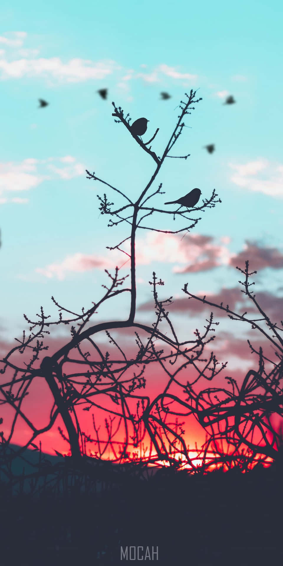 Silhouetteeines Vogels Iphone Bildschirmschoner Wallpaper