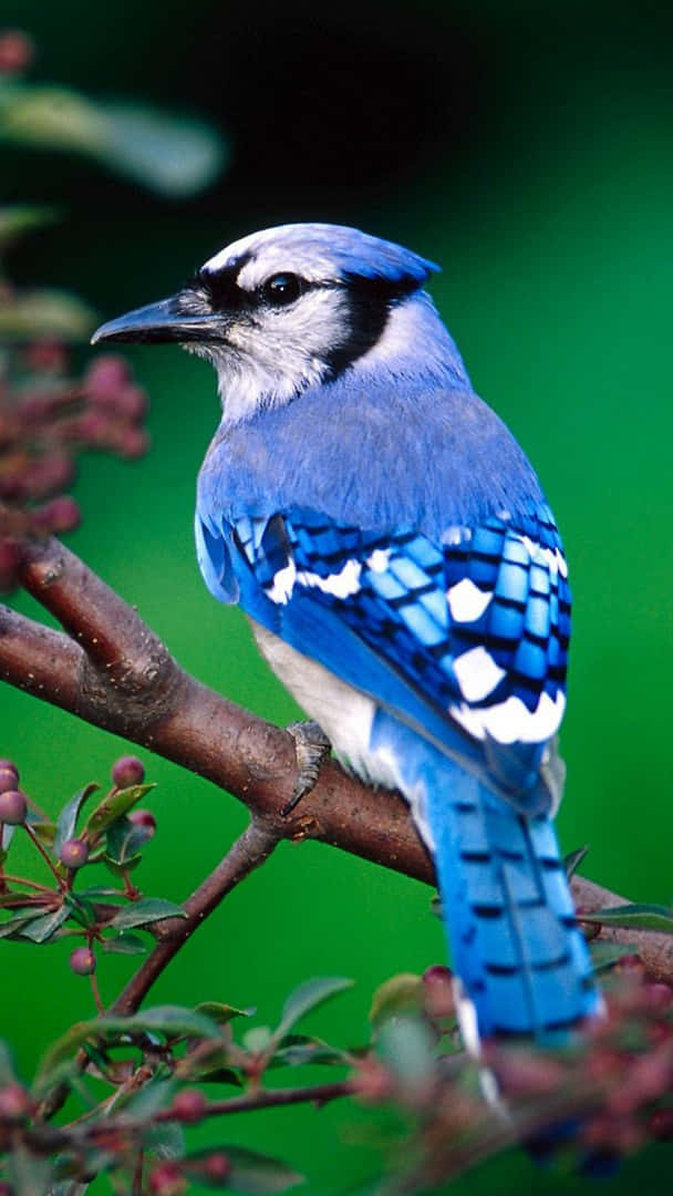 Imagende Fondo Para Iphone De Un Pájaro Azul Que Come Bayas. Fondo de pantalla