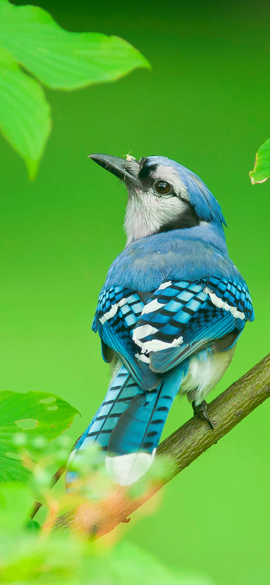 Hermosaimagen De Un Pájaro Azul Jay Para Iphone Inspirada En La Naturaleza. Fondo de pantalla