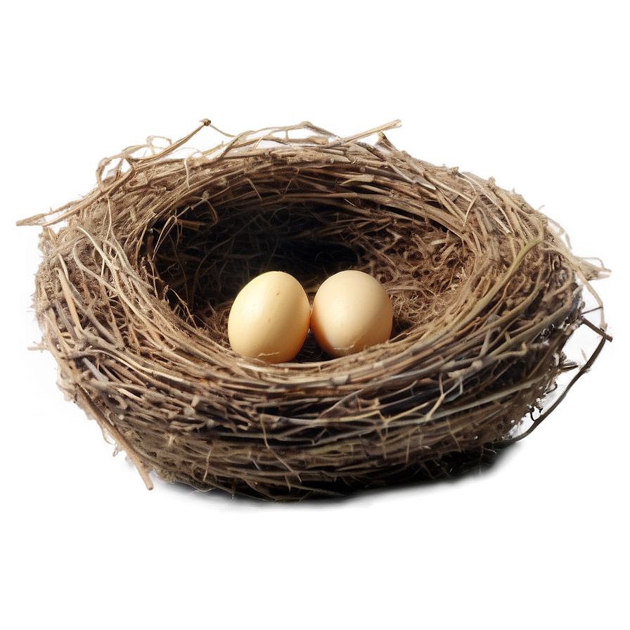 Bird Nest In Barn Png 06212024 PNG