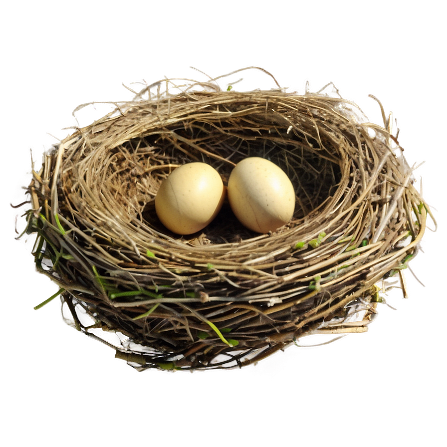 Bird Nest On Ground Png 06212024 PNG