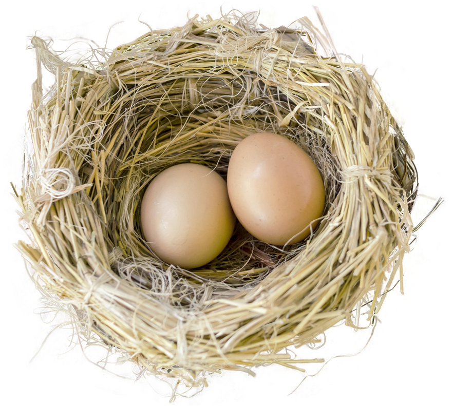 Bird Nest With Two Eggs PNG