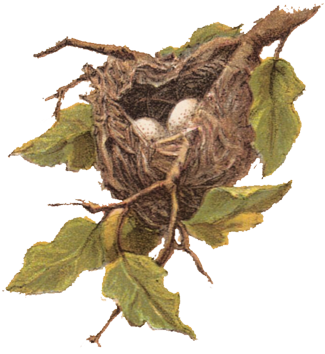 Bird Nestwith Eggs Illustration PNG