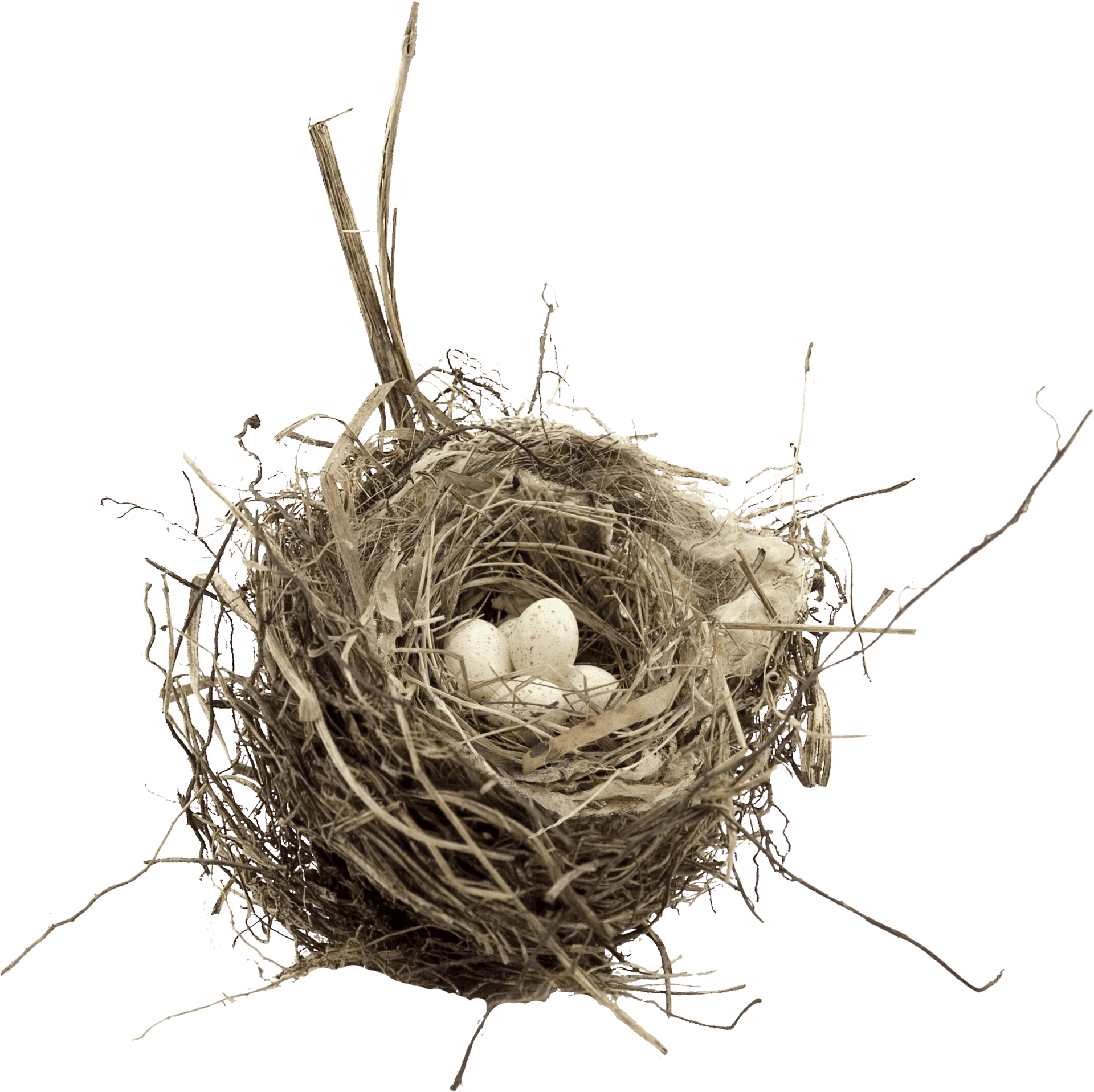 Bird Nestwith Eggs Sepia Tone PNG