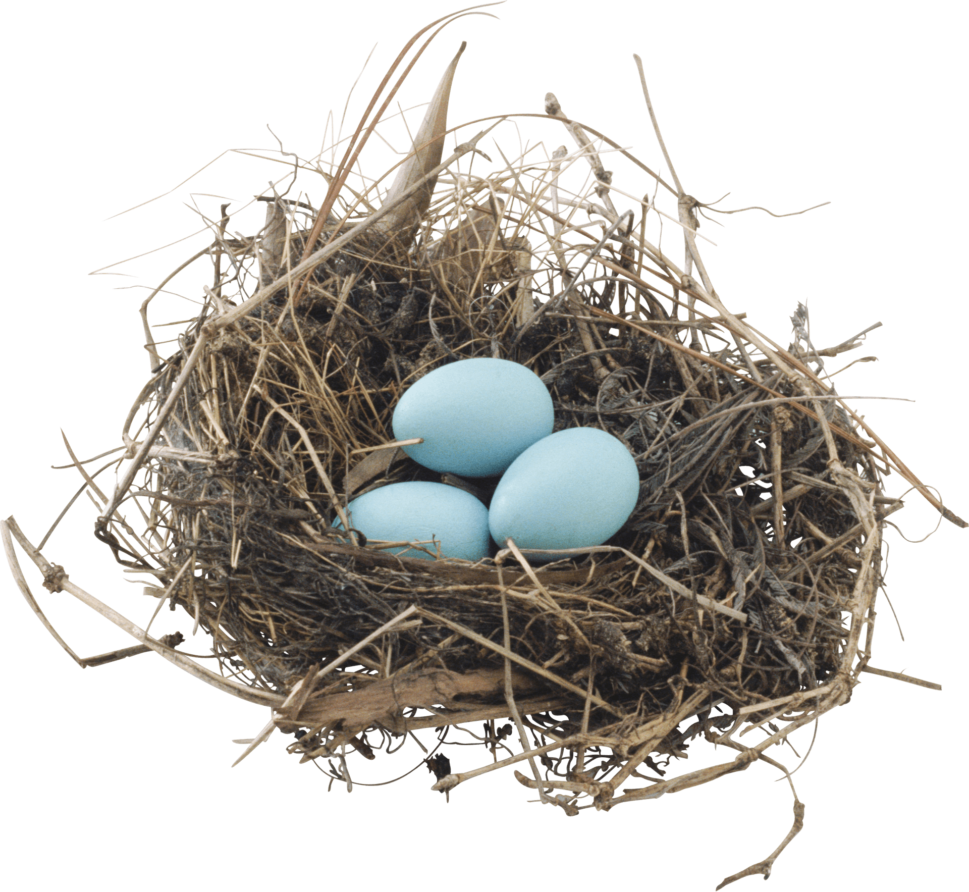 Bird Nestwith Three Eggs.png PNG