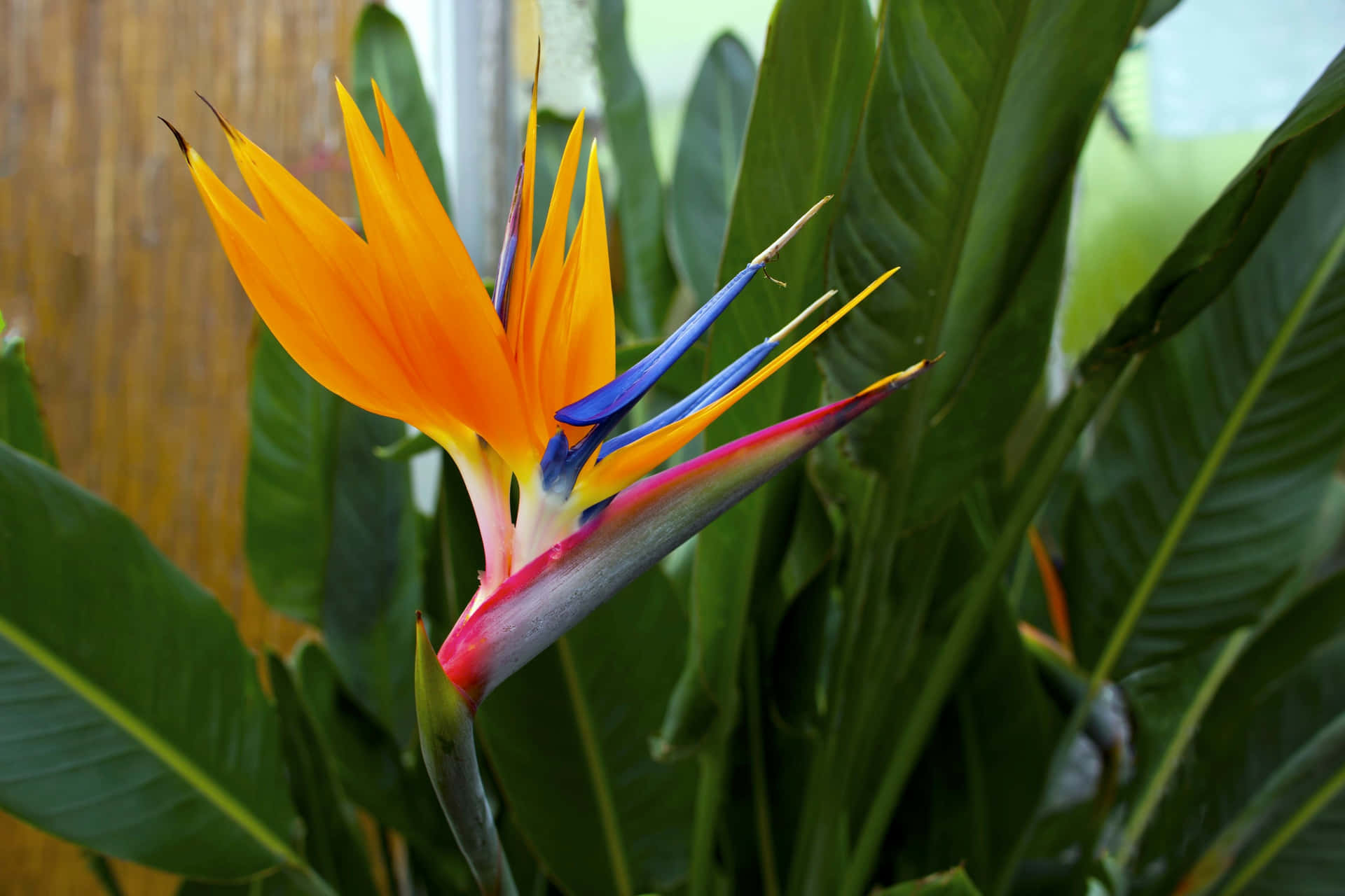 Bird Of Paradise Flowers Picture