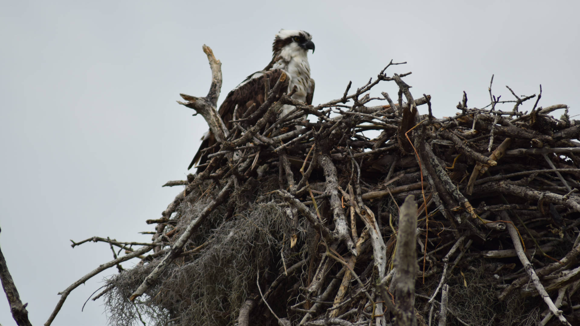 Bird On Nest Everglades National Park Picture