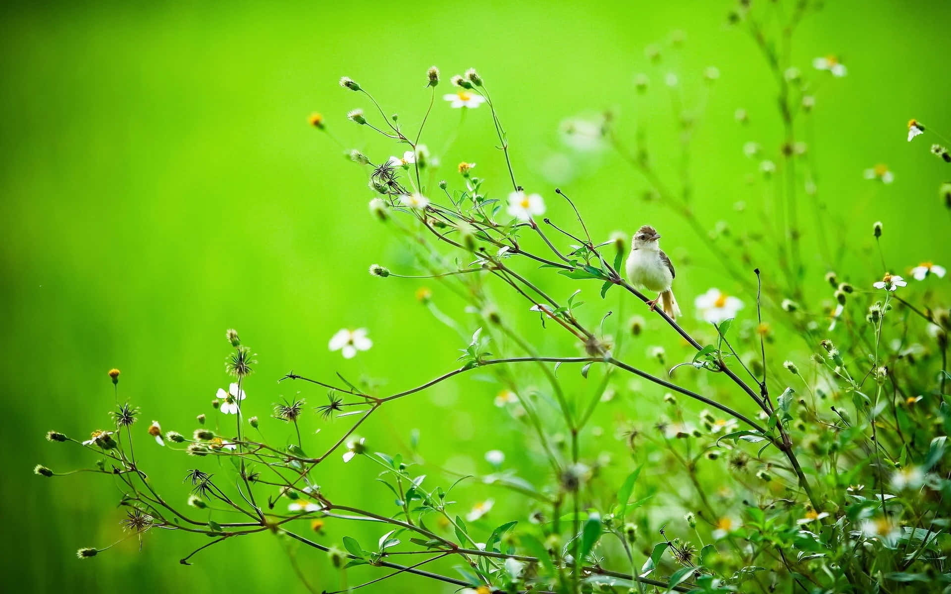 Burung Bertengger Di Padang Bunga Liar Wallpaper