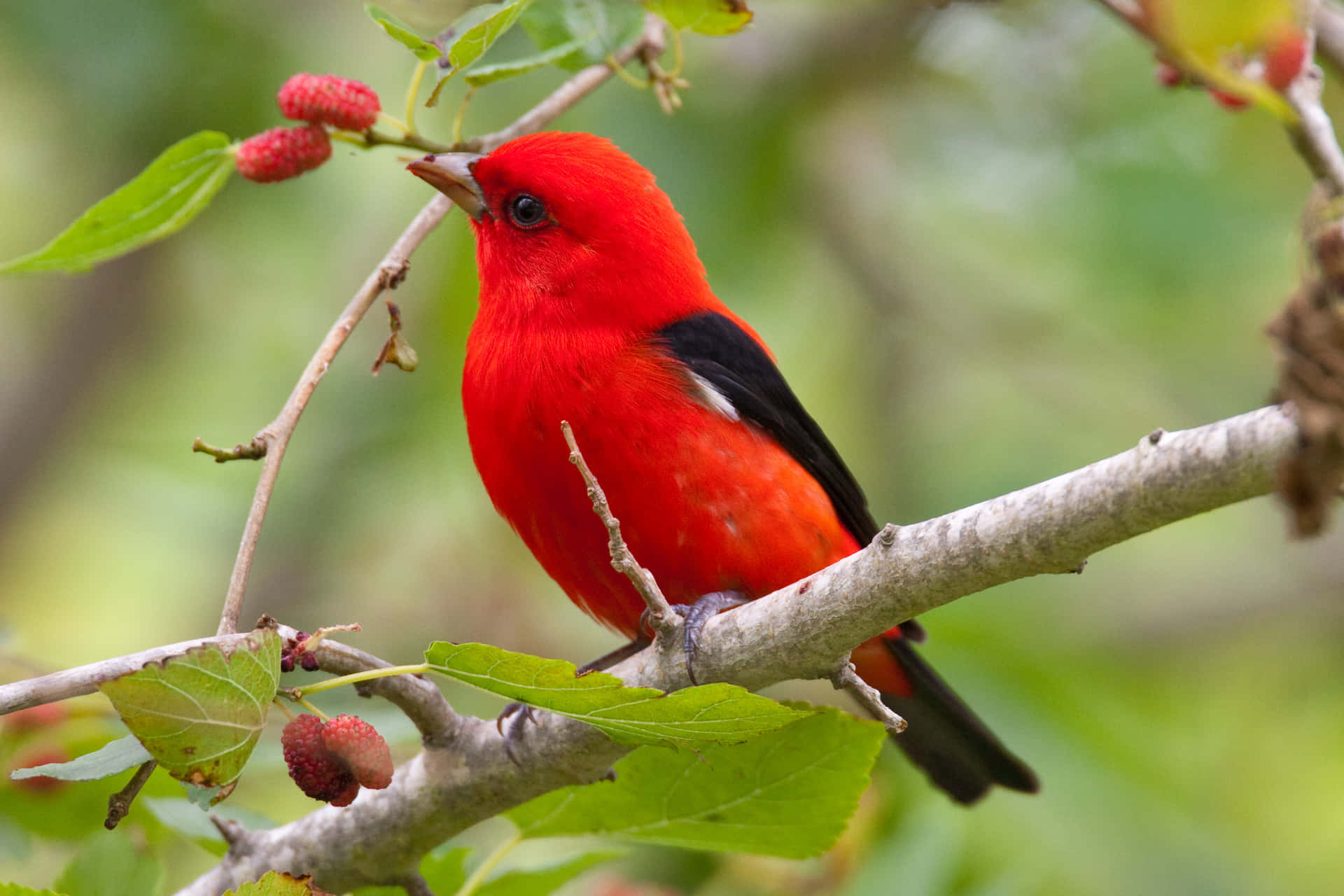 A beautiful bird perched atop a branch enjoying nature