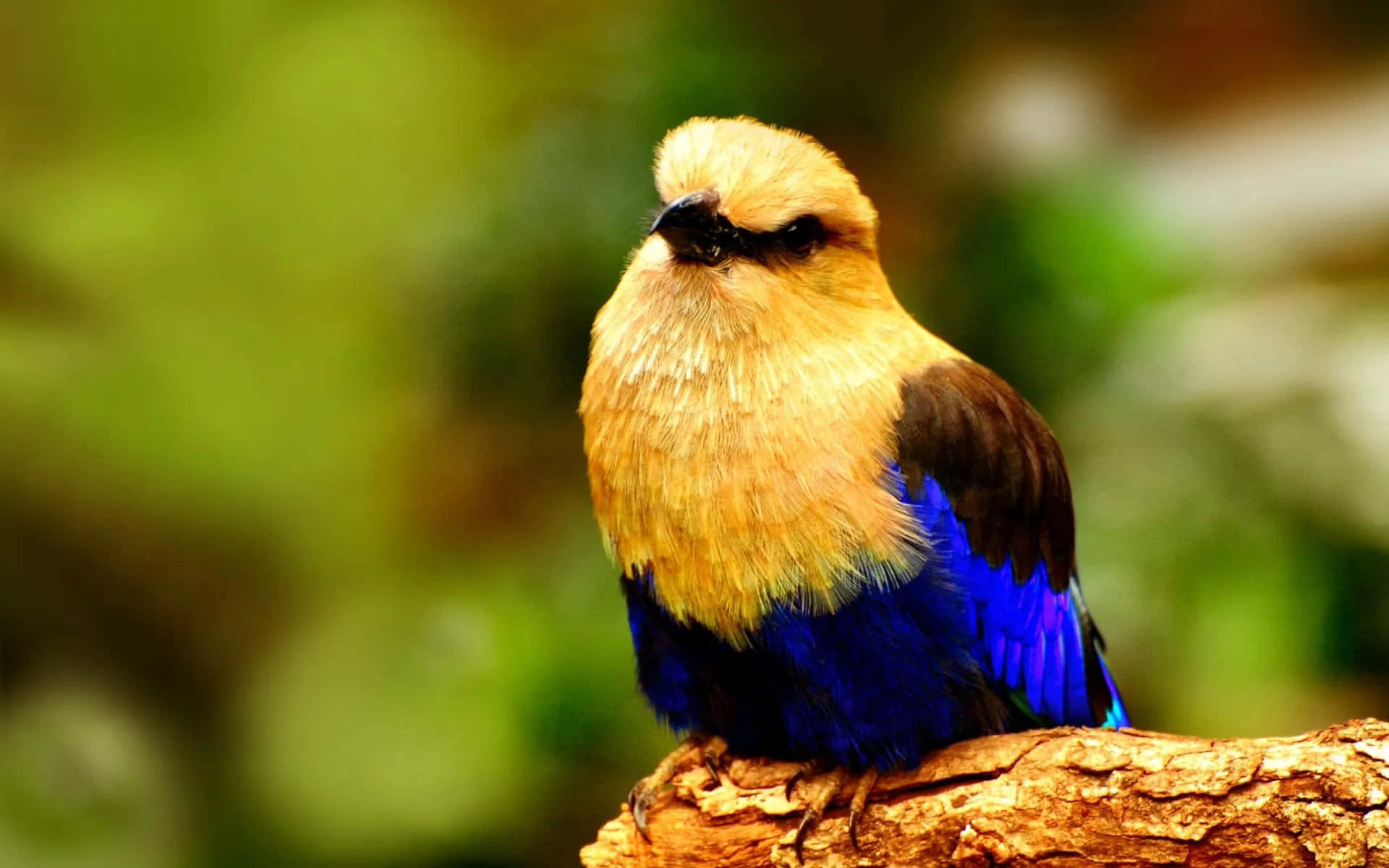 Unhermoso Pájaro Posado En Una Rama, Admirando El Paisaje.