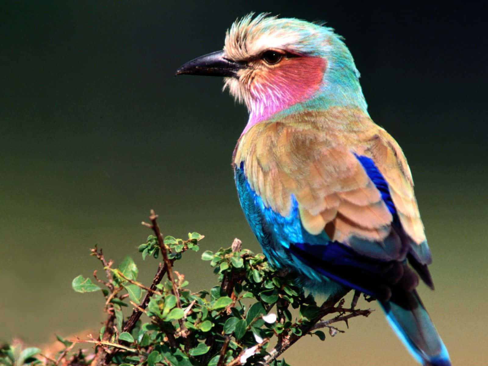 A colorful bird looking up into the sky.