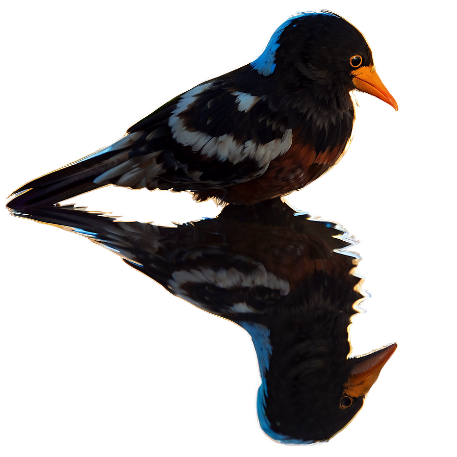 Bird Reflection Png Mox PNG