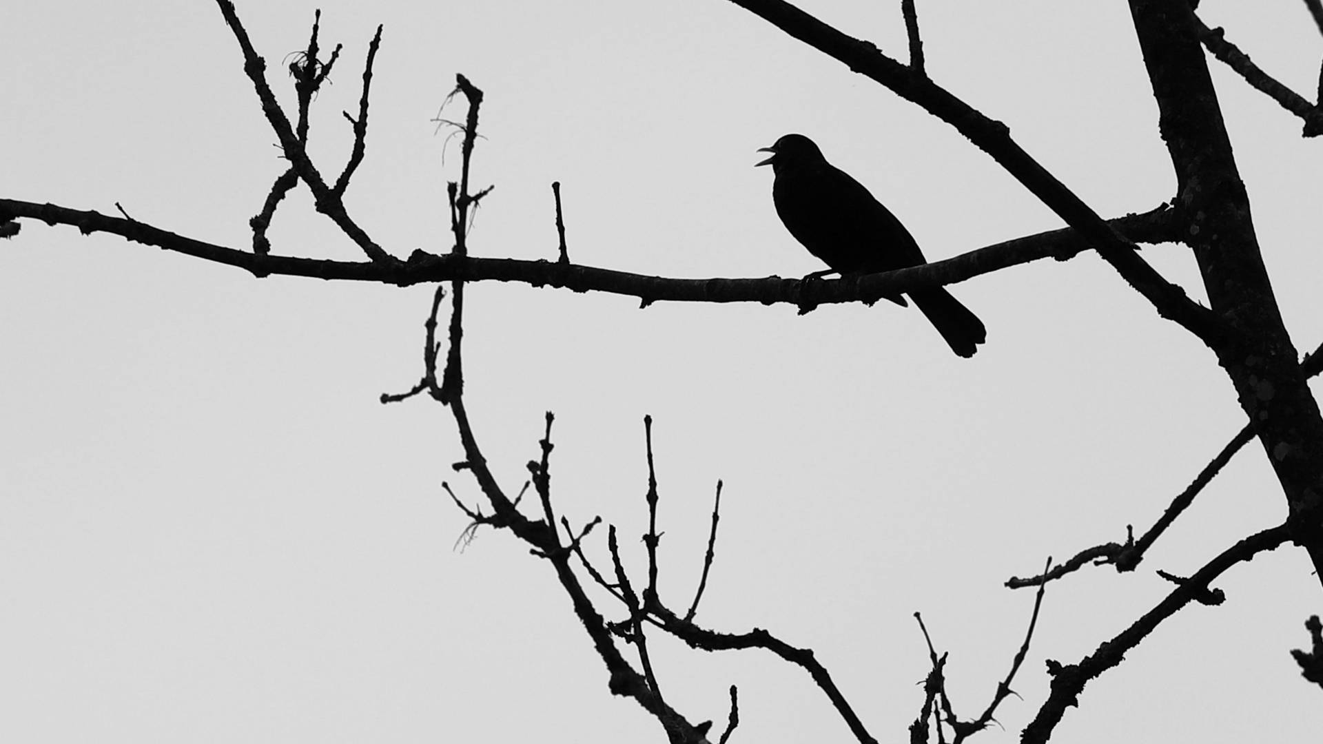 Bird Silhouette Black Aesthetic