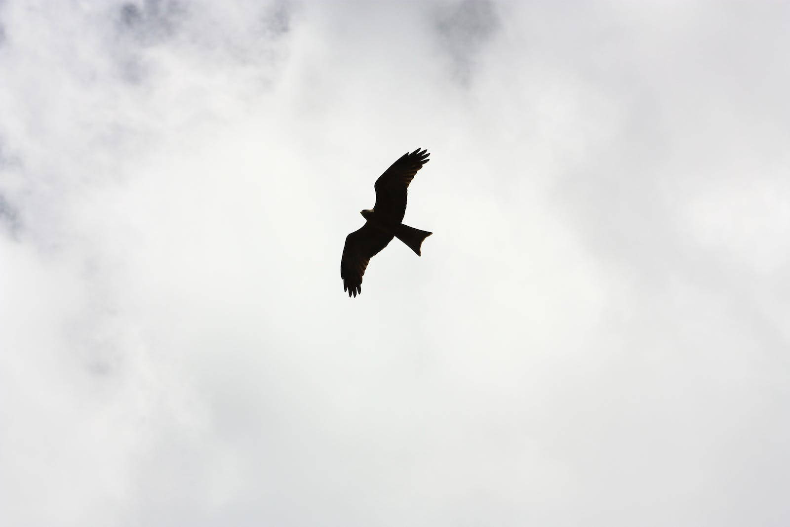Bird Silhouette Flying Freedom Wallpaper