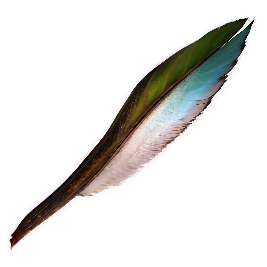 Bird Tail Png 37 PNG