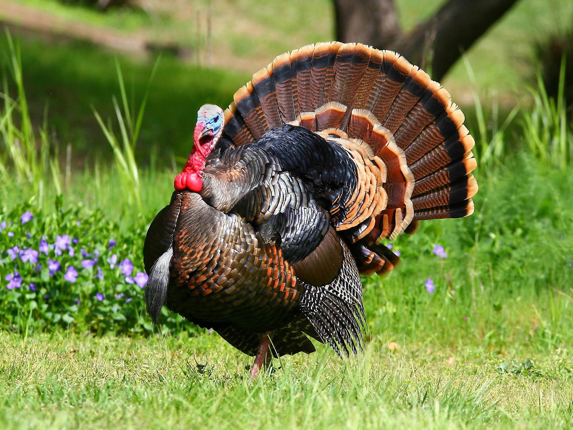 A beautiful turkey displaying its vibrant feathers. Wallpaper