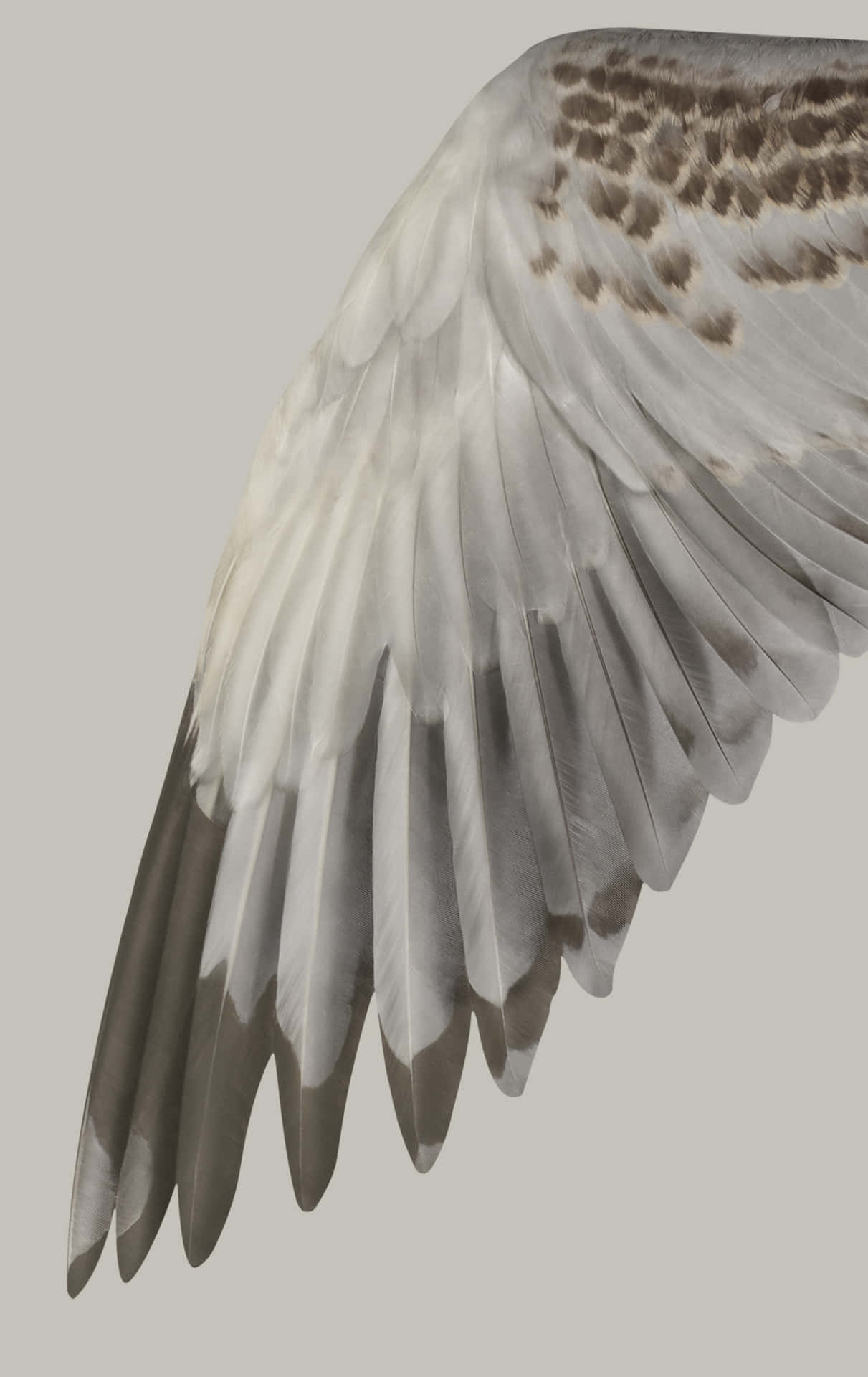 Bird Wing Feathers Detail.jpg Wallpaper