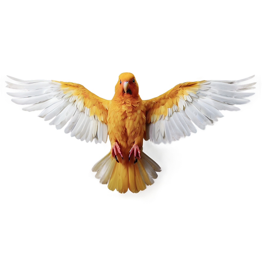 Bird Wings Spread Png Amp50 PNG