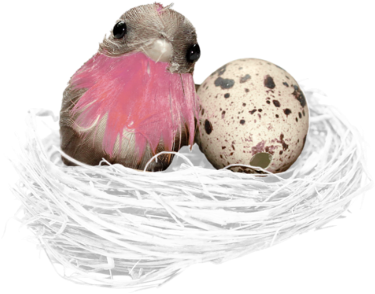 Birdand Eggin Nest PNG