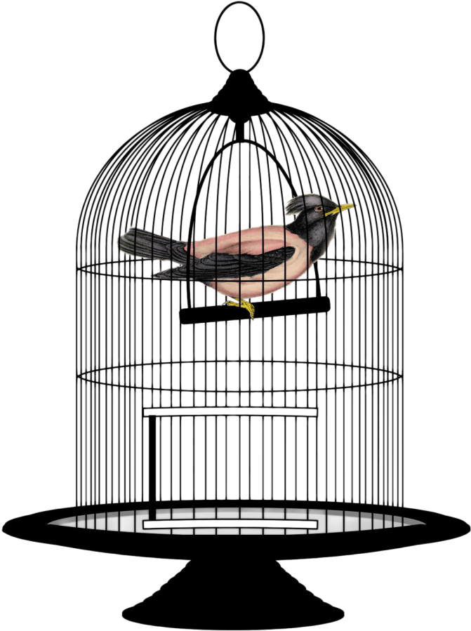 Birdin Cage Illustration PNG