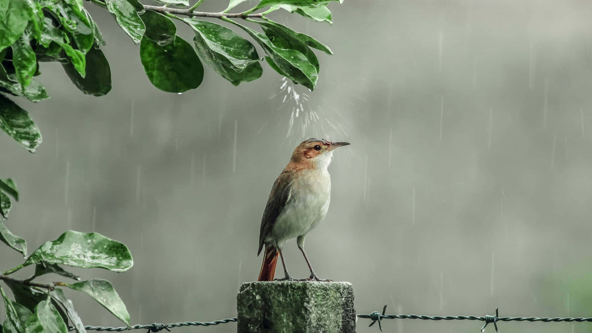 Birdin Rainy Backdrop.jpg Wallpaper