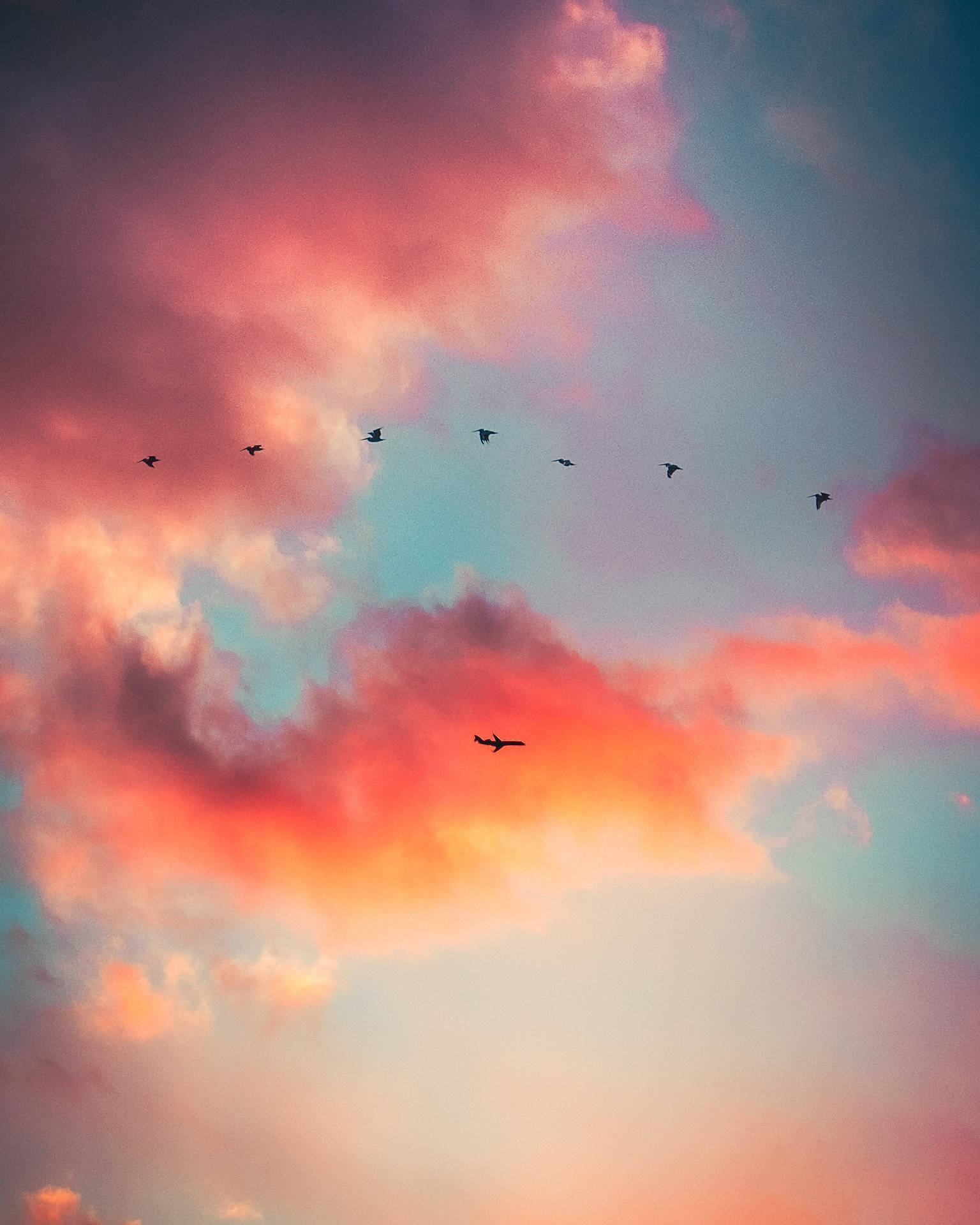 Birds and Plane Sky Background Wallpaper