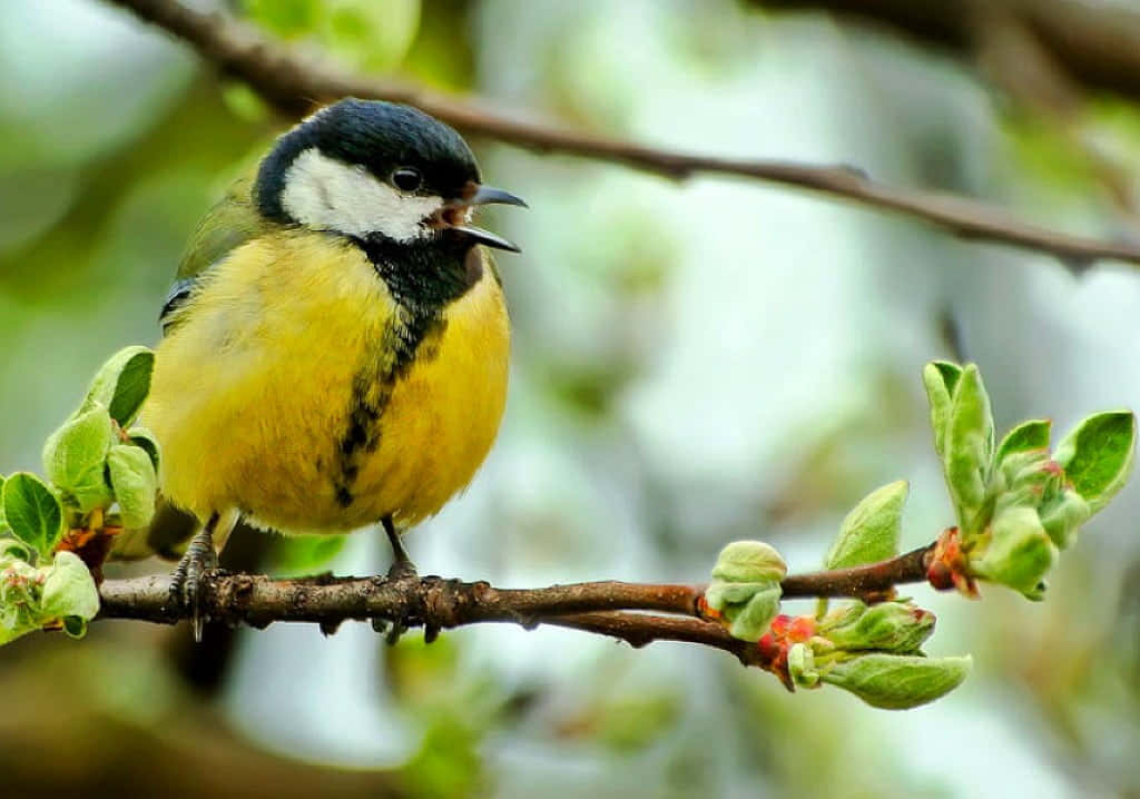 A close-up of a colorful bird singing in a lush green forest Wallpaper