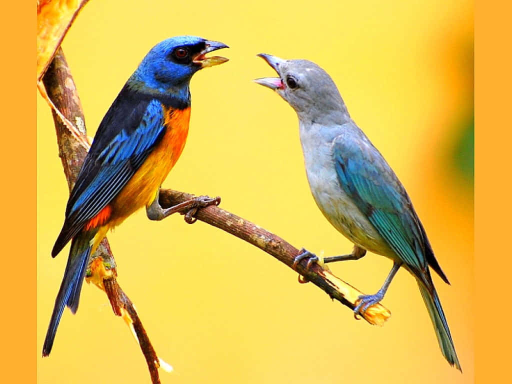 Morning Serenade - A Chorus of Birds Chirping Wallpaper