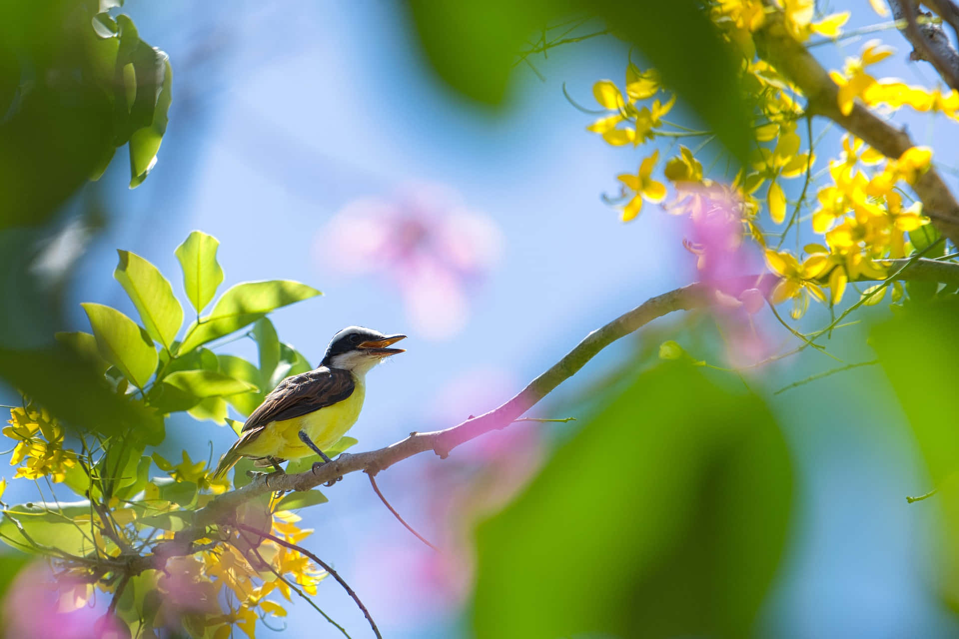 Vibrant birds chirping on a blossoming branch Wallpaper