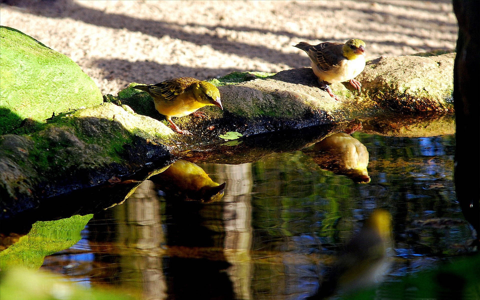 Birds Drinking Water From Pond Wallpaper