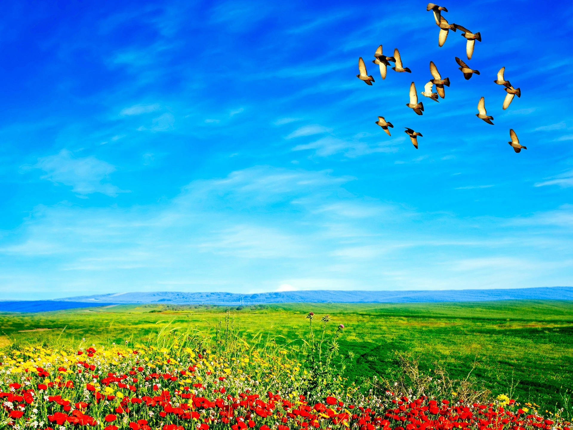 Birds Flying Above Flower Field Wallpaper