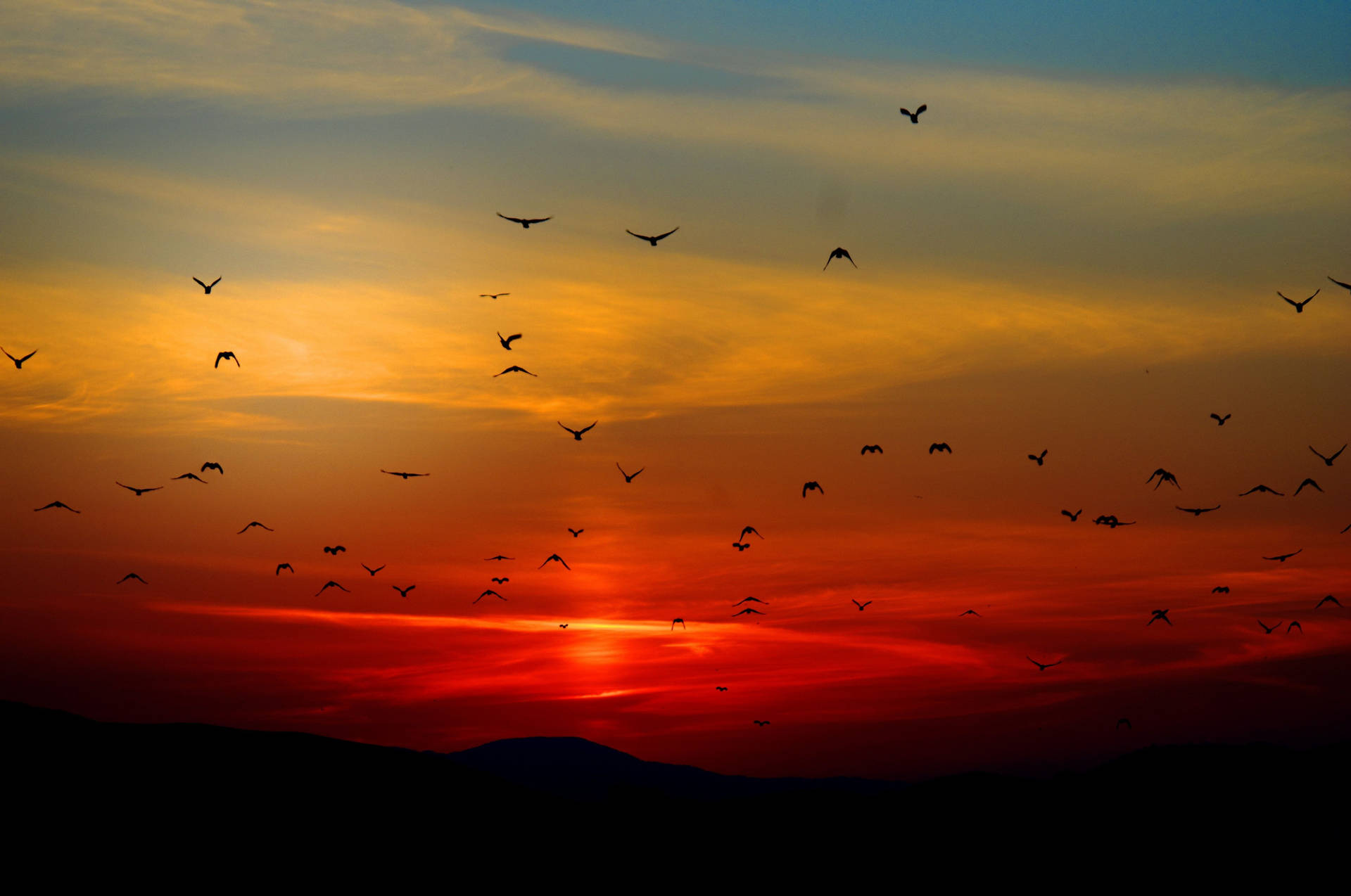 Caption: Majestic Birds Soaring in a Red-Hued Sky Wallpaper