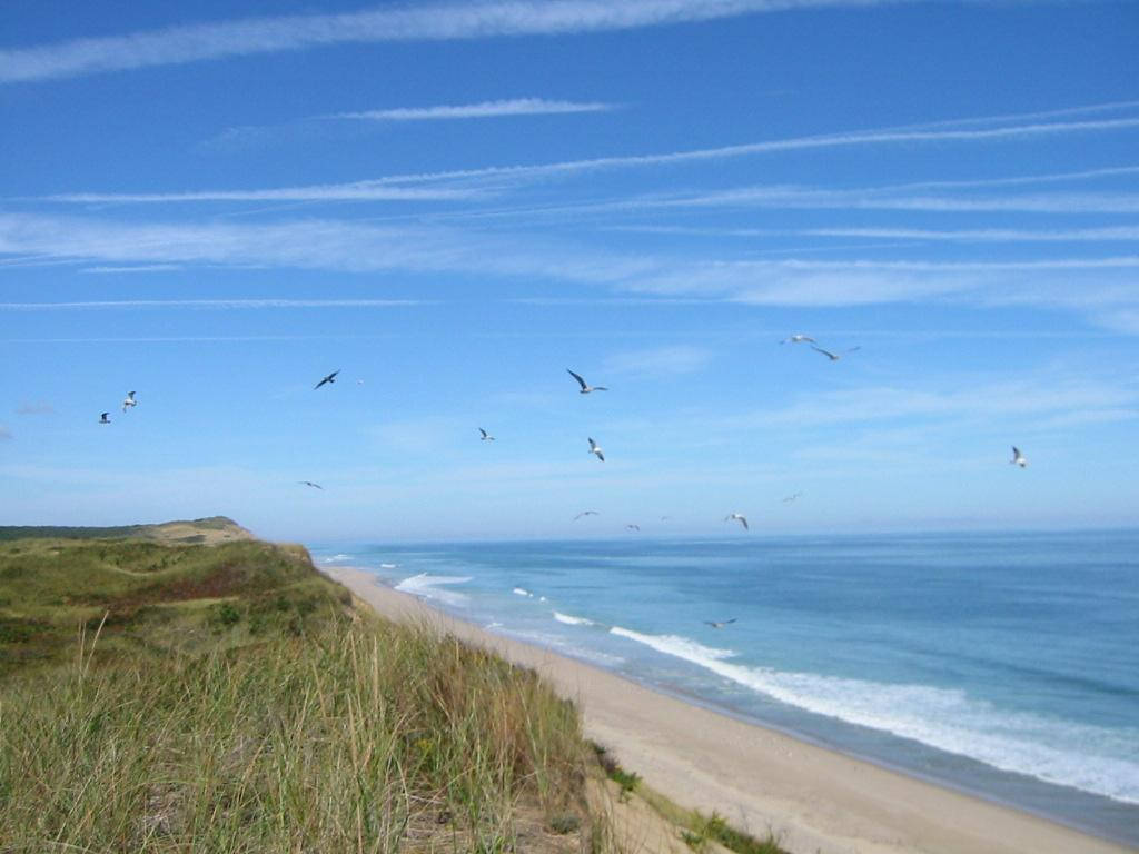 Birds Flying At Cape Cod Wallpaper
