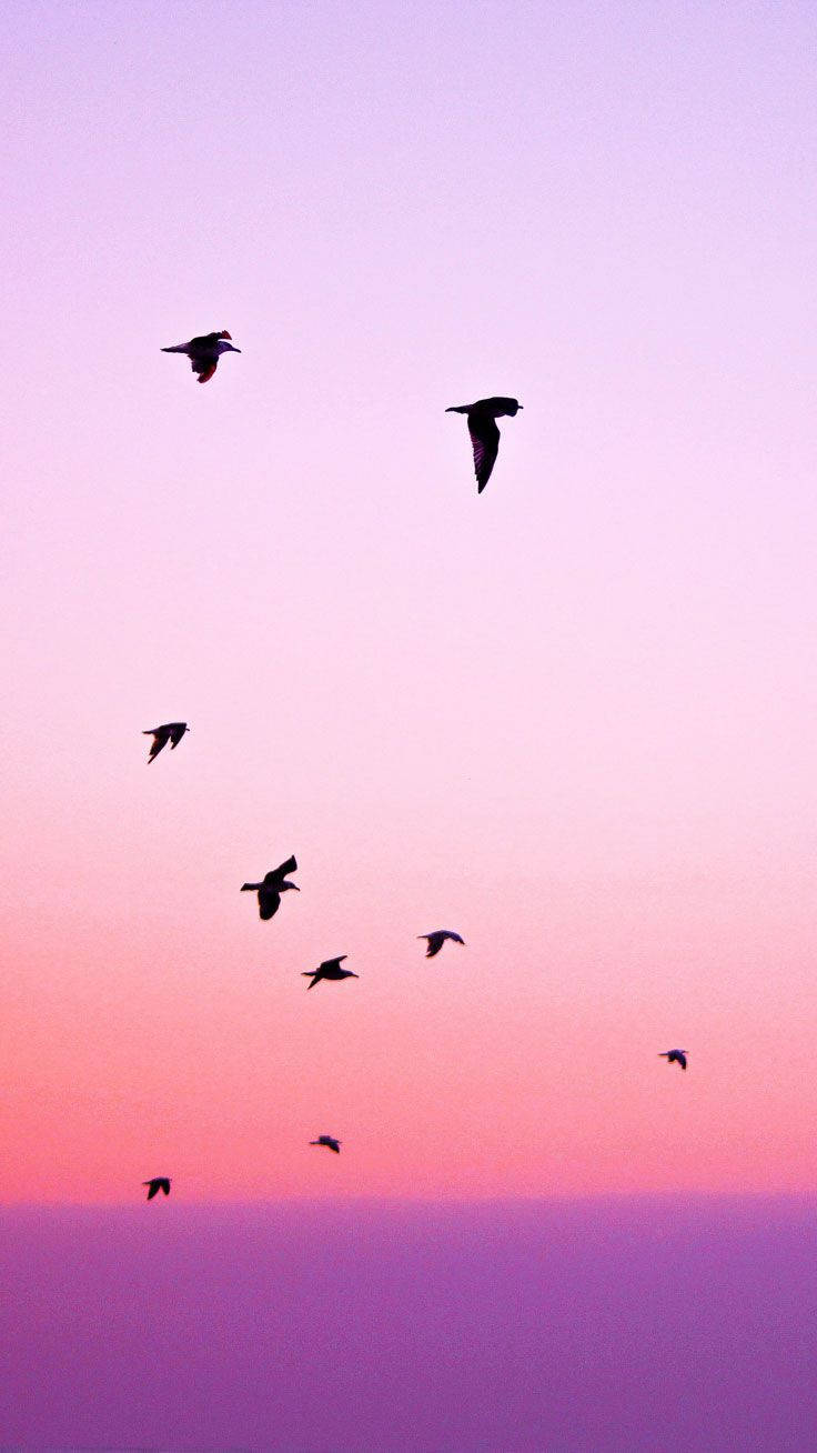 Fåglarsom Flyger Mot Solnedgången Iphone-tema. Wallpaper