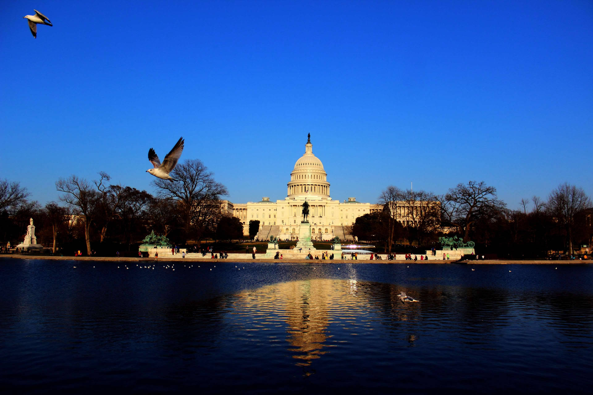 Birds Flying In Capitol Hill Picture