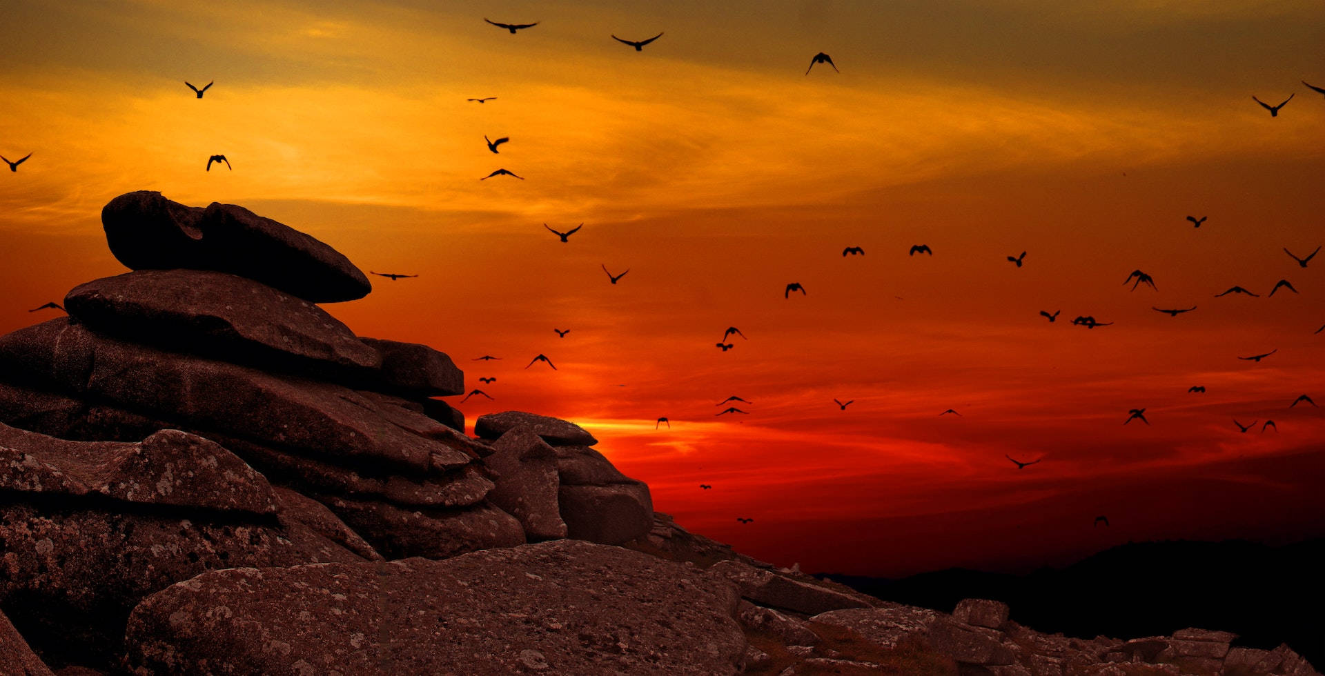 Fugle flyver på lav vinkel skud under solnedgang Wallpaper