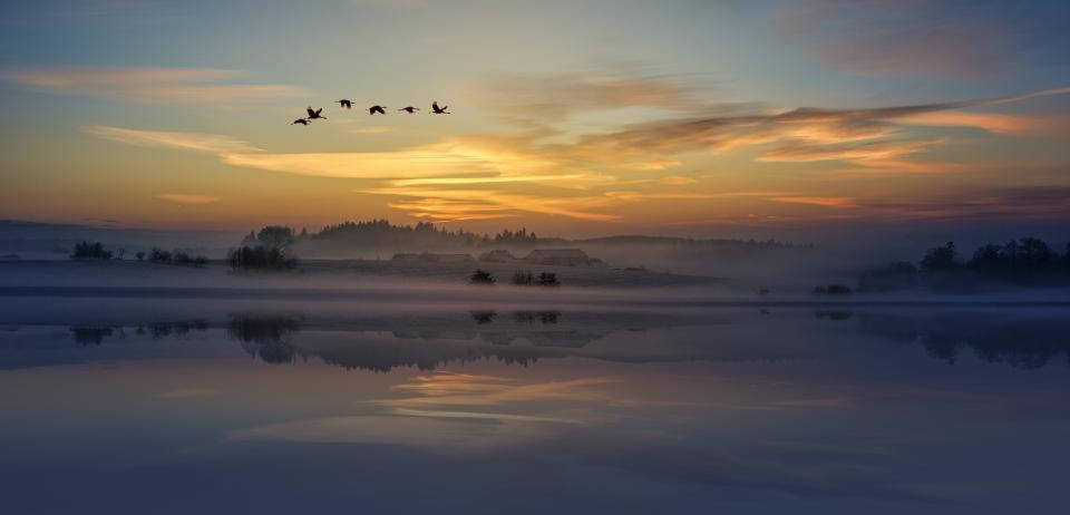 Vögelfliegen In Der Natur Während Des Sonnenuntergangs Wallpaper